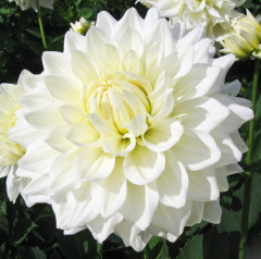 Dahlia ' B. J. BEAUTY '  (M.D.)   Clarke  UK  1976    Halls of Heddon Nursery 2013  (David Brown)